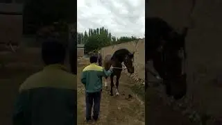 Тайёри ба бузкашӣ