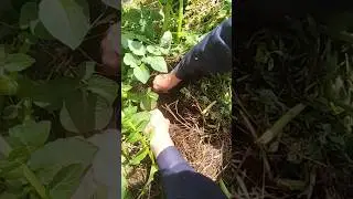 01.07 Картошка под сеном. 