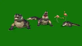 Crocodile of Nile and flamingo green screen video. Free for uses.