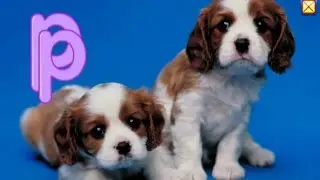 Starfall ABC  Full Alphabet A to Z