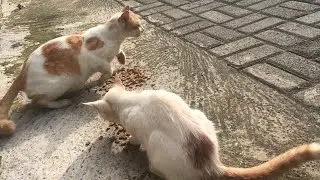 Feeding friendly cat and shy cat.