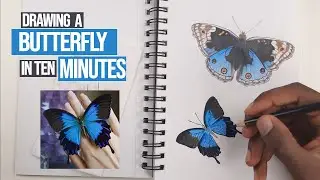 How to Draw a Butterfly in 10 minutes