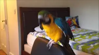 Macaw dances to the music from Rio (Попугай танцует)