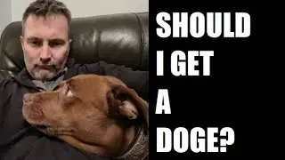 Should I Get a Dog?