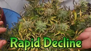 Week 10 Autoflowers & Autopots (Rapid Decline)