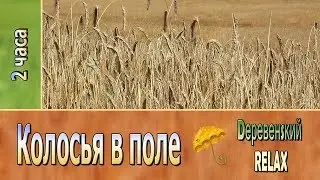 КОЛОСЬЯ в поле. 2 часа успокаивающих звуков