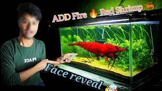 I AM BUYING FIRE 🔥 RED SHRIMP 🦐|FACE RIVAL 😮🥳🥳🎉