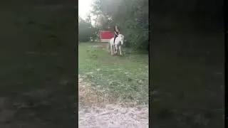 Когда не вовремя решил покормить лошадь(прикол) - LP ACADEMY HUMOR
