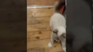 Лучшая "собака" - это сибирский котенок!