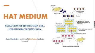 HAT medium for hybridoma selection and its functions in Hybridoma technology | Bio science