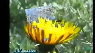 Угледар 2003.   Весенняя зарисовка