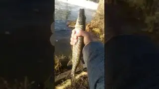 рыбачили с другом на плотине, и вот результат, на составной воблер. 