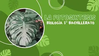 La fotosíntesis - Proyecto de Biología 1º Bachillerato