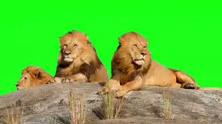 Lions 3D Green Screen Animation|GreenScreen Videos