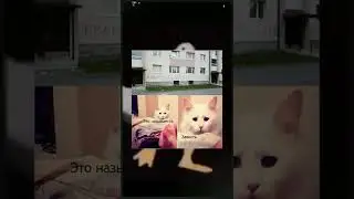 meme