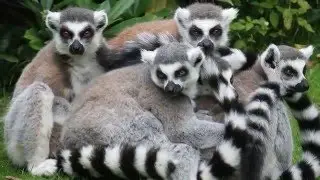 Exotic animals  - животный мир