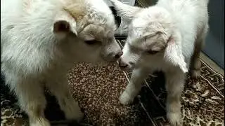 Пополнение в нашем хозяйстве🐐