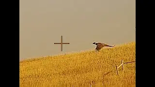 Mixed Bag at the Governor's Hunt - South Dakota Pheasant Hunting 2022
