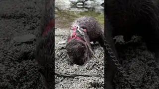 My Otter Started Digging Along the Riverside Like crazy.😳😳 
