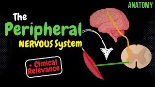 What is the PNS? (Classification, Spinal Nerve) + Clinical Relevance