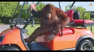 monkey drives to poland
