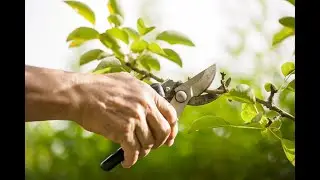 Лучшие формировки  плодовых на своем участке.