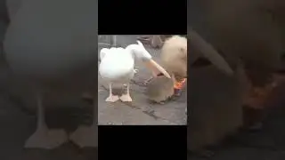 капибара