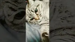 булочка