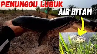 Casting haruan /gabus di lubuk AIR HITAM !