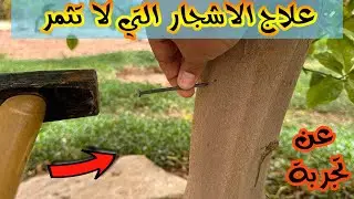هل تعلم ان دق مسمار فى الاشجار التى لا تثمر يجعلها تثمر || مع التجربة