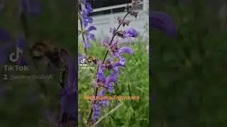 Энергии составляют основу нашей жизни и пришло время,когда они закрепятся в целительской практике.