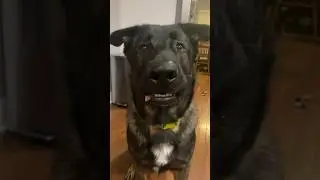 Showing off his tongue!🤪🤪🤪 #doglover #funny #doggos #dog #germanshepherd