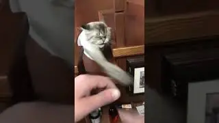 котик злой