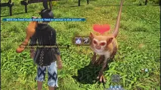 Capturing and Taking Care of a Animal in Island Sanctuary - Final Fantasy 14