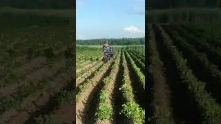 МОТОБЛОК МТЗ БЕЛАРУС, ОКУЧИВАНИЕ КАРТОФЕЛЯ ДИСКАМИ 