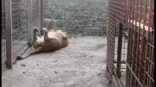 Котята Велеса