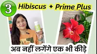 🔴HIBISCUS PLANT GROWING TIPS/ PRIME PLUS FOR PLANTS/GET DAILY FLOWERS IN HIBISCUS/  गुड़हल #gardening