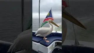 Уматный пеликан,который всё таки выпросил рыбку 