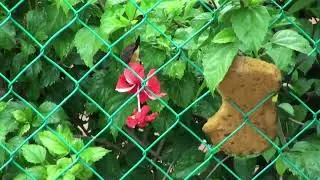 Great Iora birds (Malaysia)