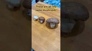 Mushroom fun facts #17 - Button, cremini, and portobello. Different or the same? #knowyourmushrooms