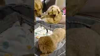 Love Triangle Between 2 Golden & 1 Poodle😝#goldenretriever #poodle #shorts #lovestory #lovetriangle