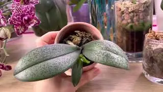 Мои новорождённые орхидеи! Целое кино про самые разнообразные детки! И про мои волшебные лампочки…
