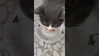 Наш кот не ест тунец , не ест мясо и рыбу 🐱