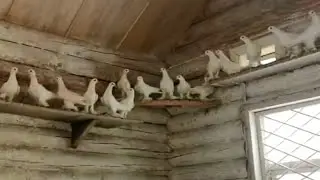 Голуби в Сибири. Иранские.