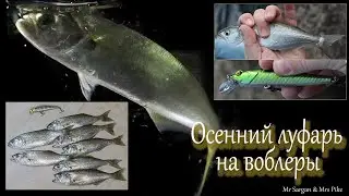 Осенний луфарь на воблеры