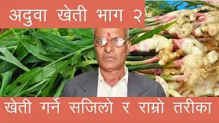 Aduwa kheti 2 : अदुवा खेतीको लागि जग्गाको तयारी कसरी गर्ने, मल कति छर्ने, बिउ कसरी छनौट गर्ने Ginger