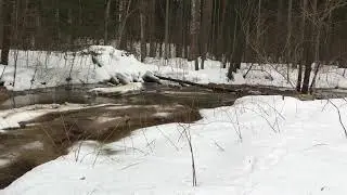 Саровка на Дальней Пустынке и у березы