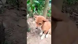 Dog & Cat just Friends 