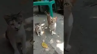 ibu dan anak kucing #kucing #shorts