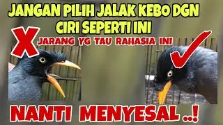 JANGAN PILIH JALAK KEBO DENGAN CIRI SEPERTI INI, JIKA DIPILIH PASTI MENYESAL !